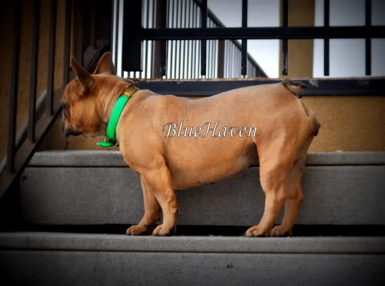 Ariel (blue fawn)