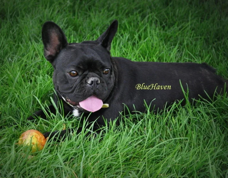 Diamond (brindle)