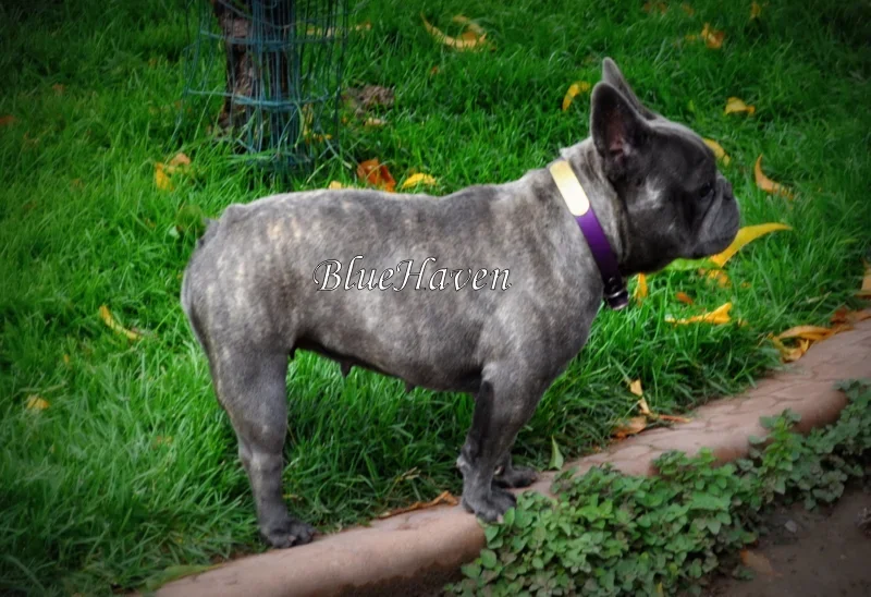 Misty (blue brindle)