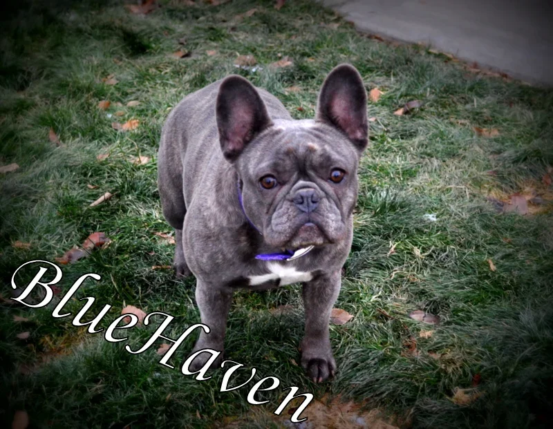 Macy (blue brindle)