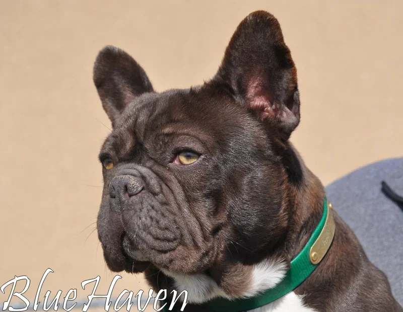 Rocky (chocolate brindle)