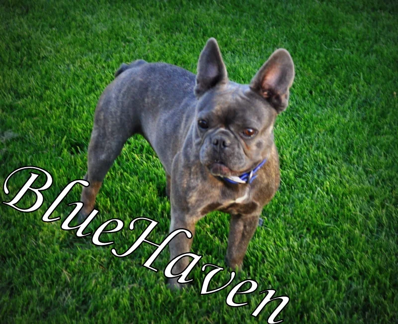 Meeya (blue brindle)