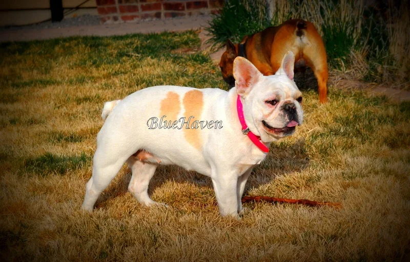 Nilla (cream pied)