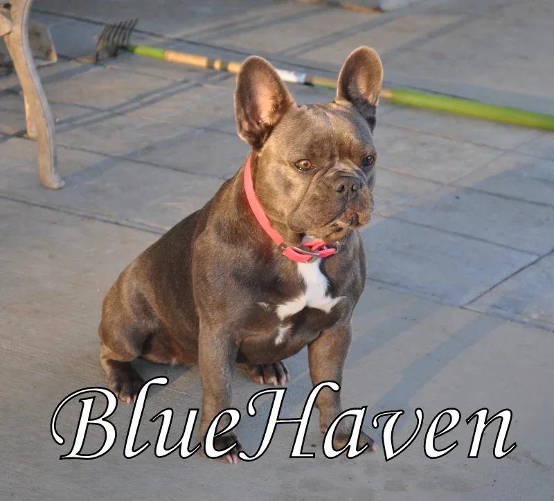 Minka (blue brindle)