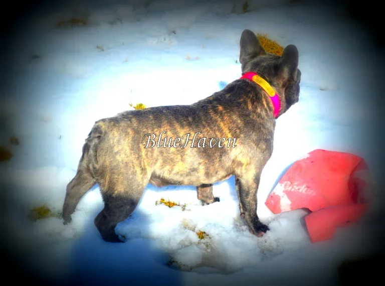 Blue (blue brindle)