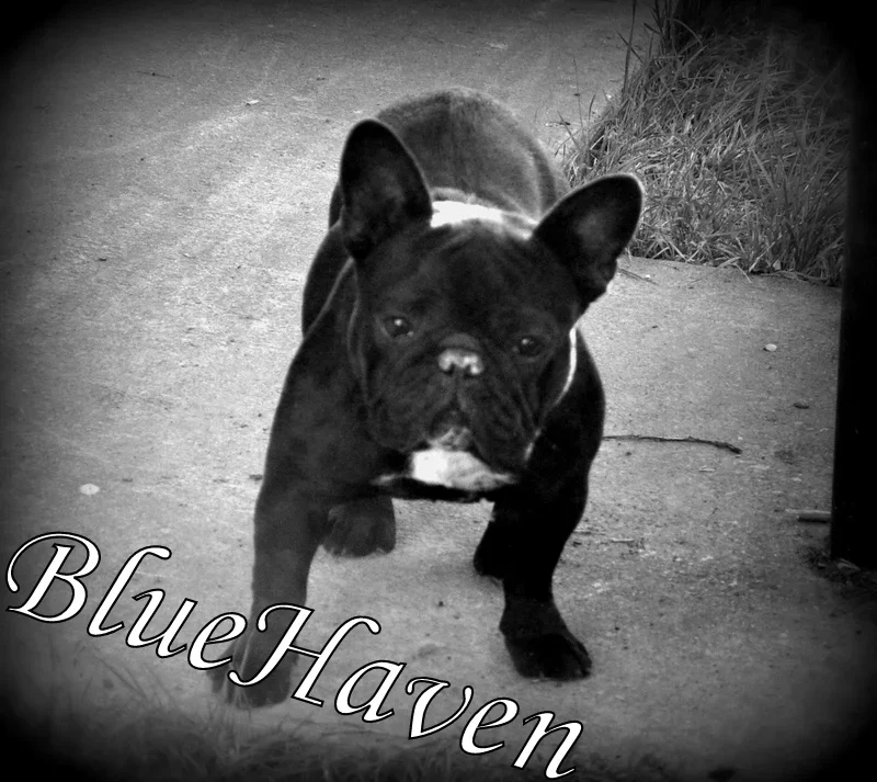 Mitze (brindle)