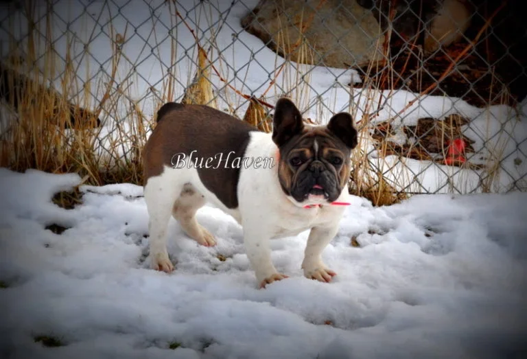 Bunny (blue sable pied)