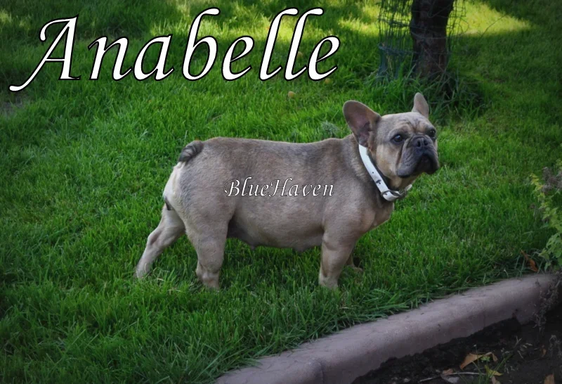 Annabelle (blue sable)
