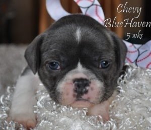 Blue Brindle Pied