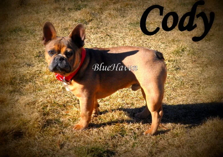 Cody