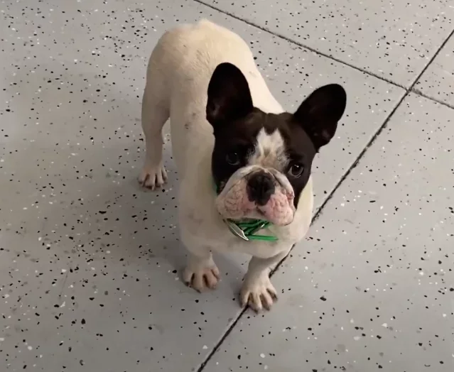Annie (brindle pied)
