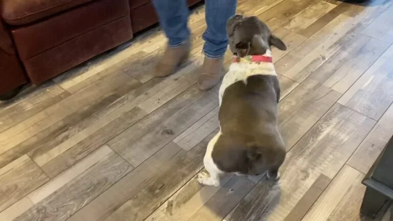 Riley (blue brindle pied)