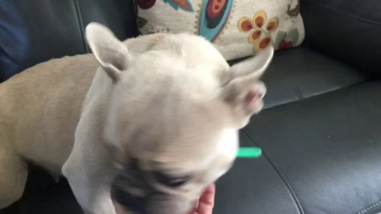 Buttercup (lilac fawn)