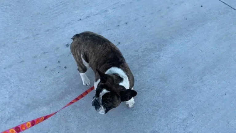 China (brindle pied)