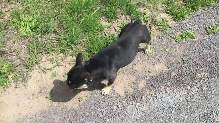 Duke (black & tan)