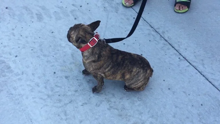 Gabbi (heavy brindle)