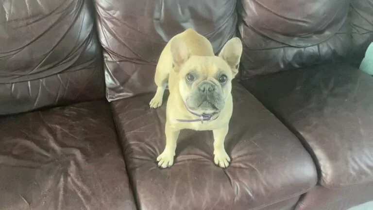 Harlee (blue fawn)