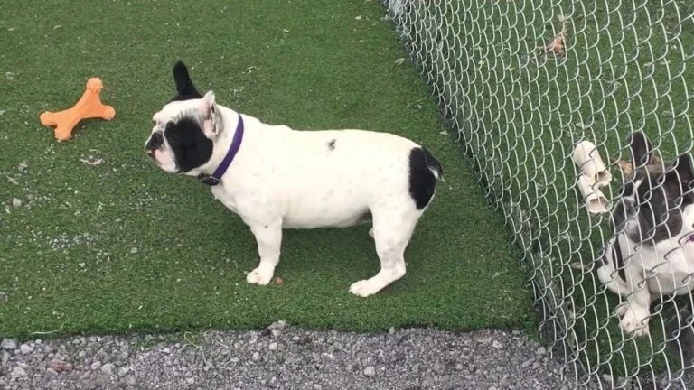 Jett (pure black pied)