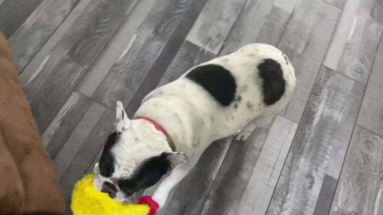 Lucy (brindle pied)
