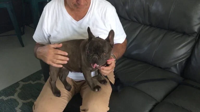 Mugsy (chocolate brindle)
