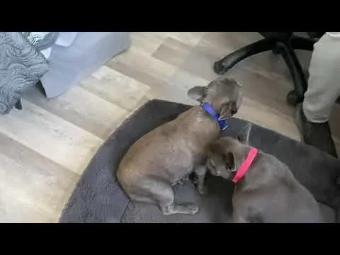 Mystic (blue brindle)