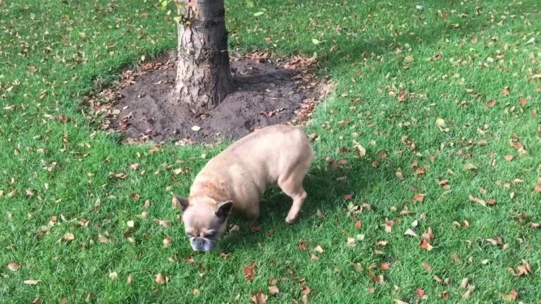 Nadia (blue fawn)