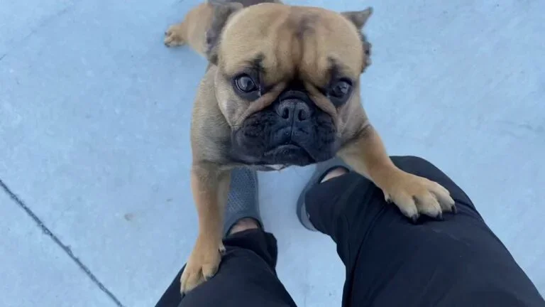 Nugget (red sable)