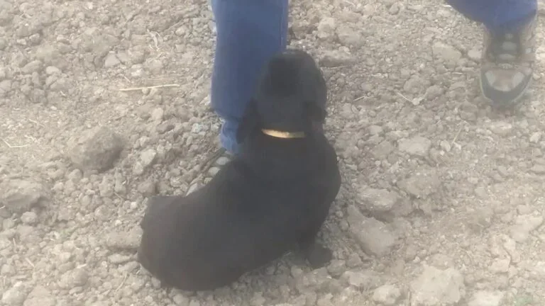 Oaklee (black trindle)