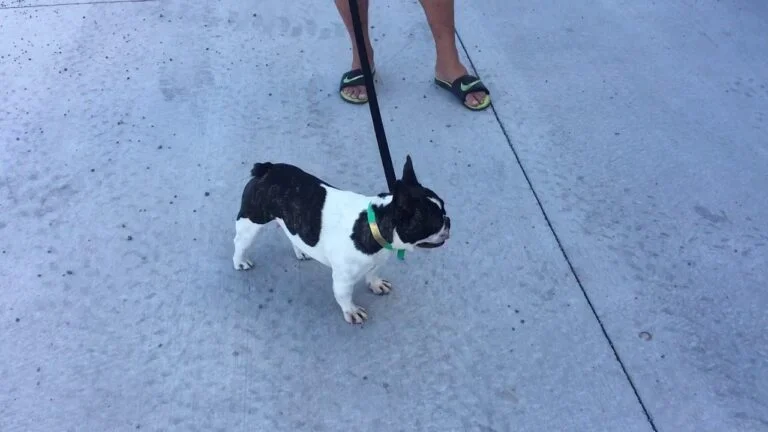 Oreo (brindle pied)