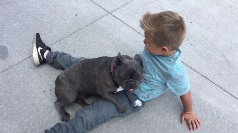 Penny (blue brindle)