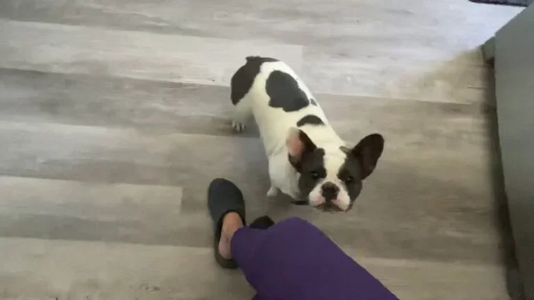Prissy (pure blue pied)