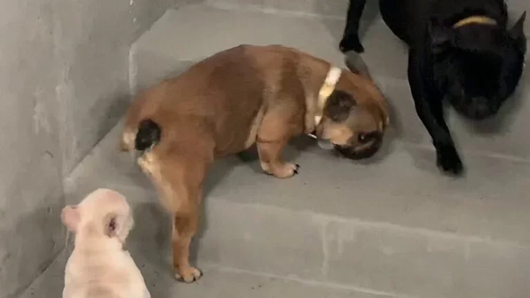 Ruby (red sable)