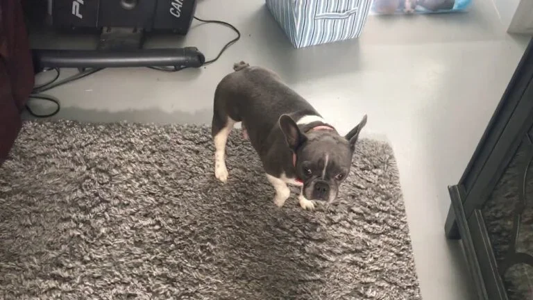 Sadie (blue brindle pied)