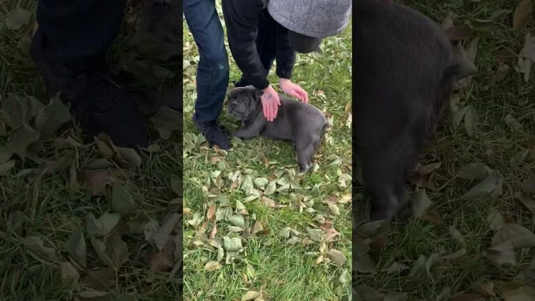 Sweets (blue brindle)