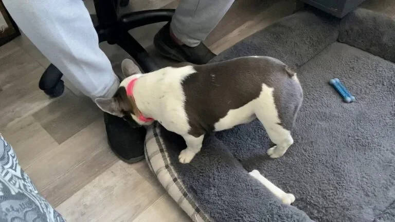 Trixie BH (blue and tan pied)