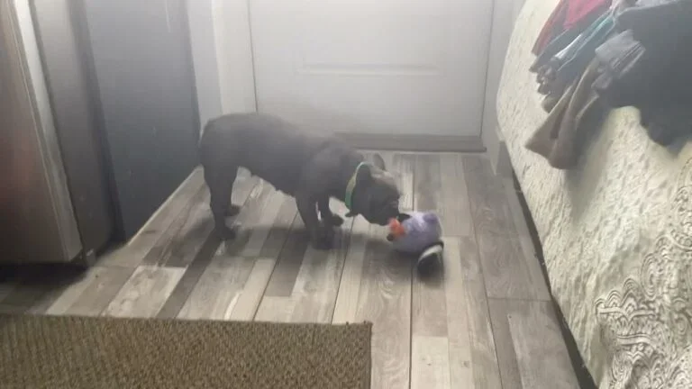 Zoe (blue brindle)