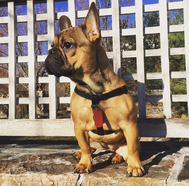 Goldie (red fawn)