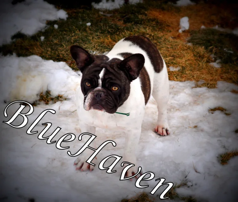 Joy (chocolate brindle pied)