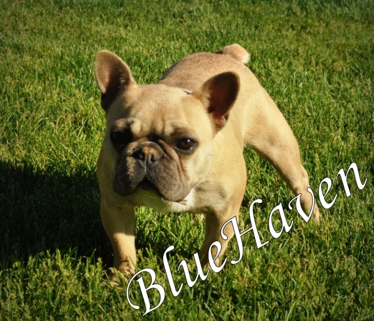 Gracie (blue fawn)