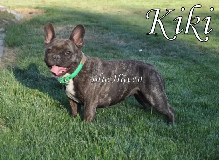 Kiki (brindle)