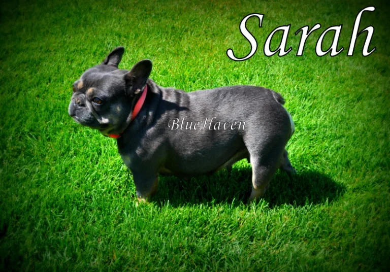 Sarah (blue & tan)