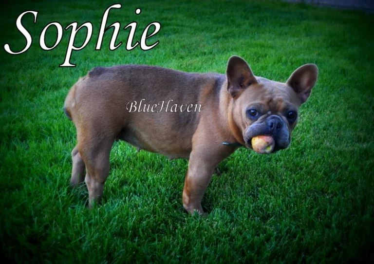 Sophie (blue fawn)