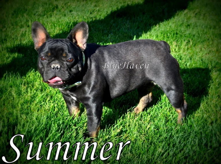 Summer (black & tan)