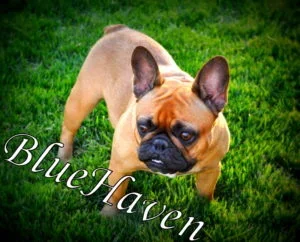 Gigi (fawn)