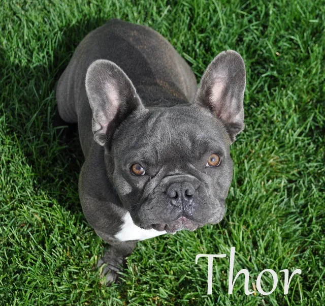 Thor (blue brindle)