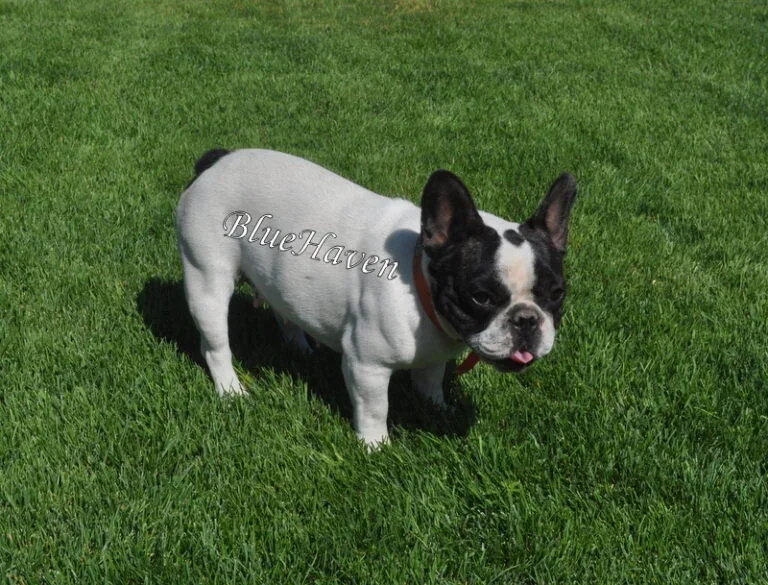 Kay (black brindle pied)