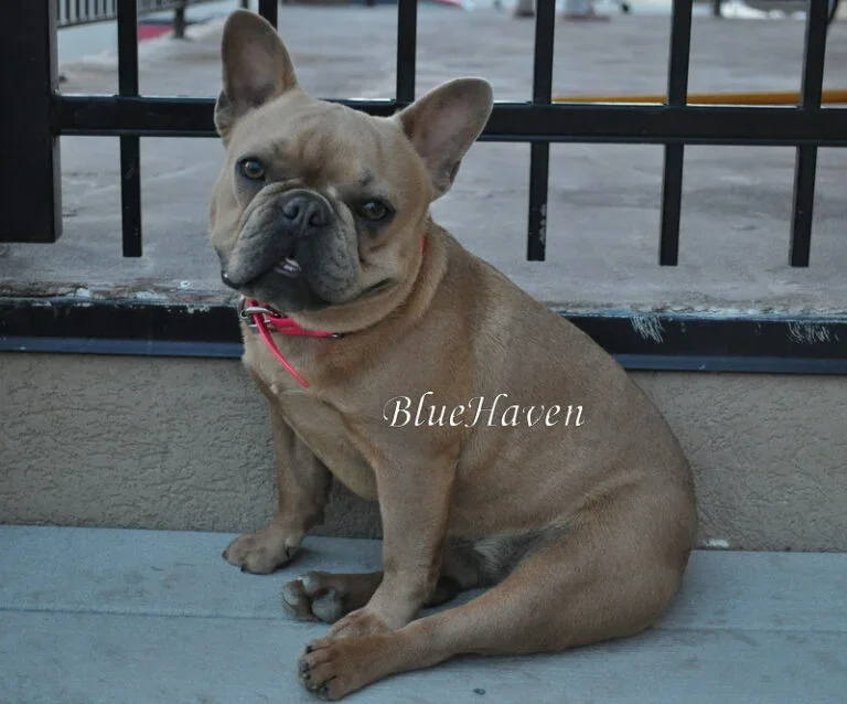 Legacy (blue fawn)