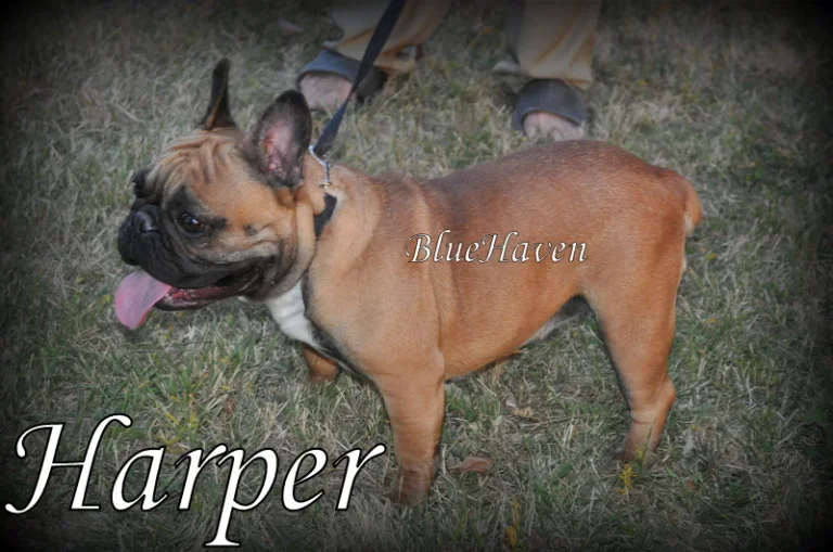 Harper (red fawn)