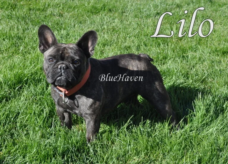 Lilo (brindle)