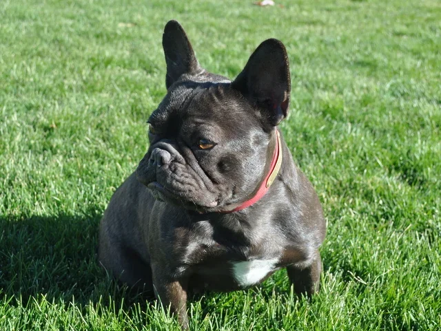 Godiva (chocolate brindle)